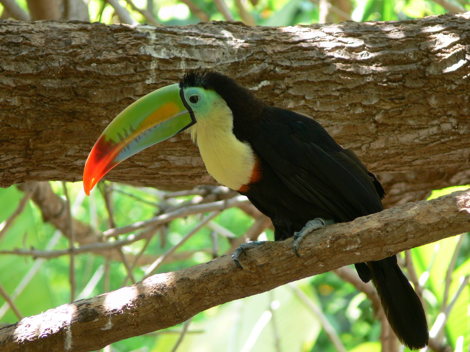 Keel Bill Toucan at Terra Natura, 03/08/14