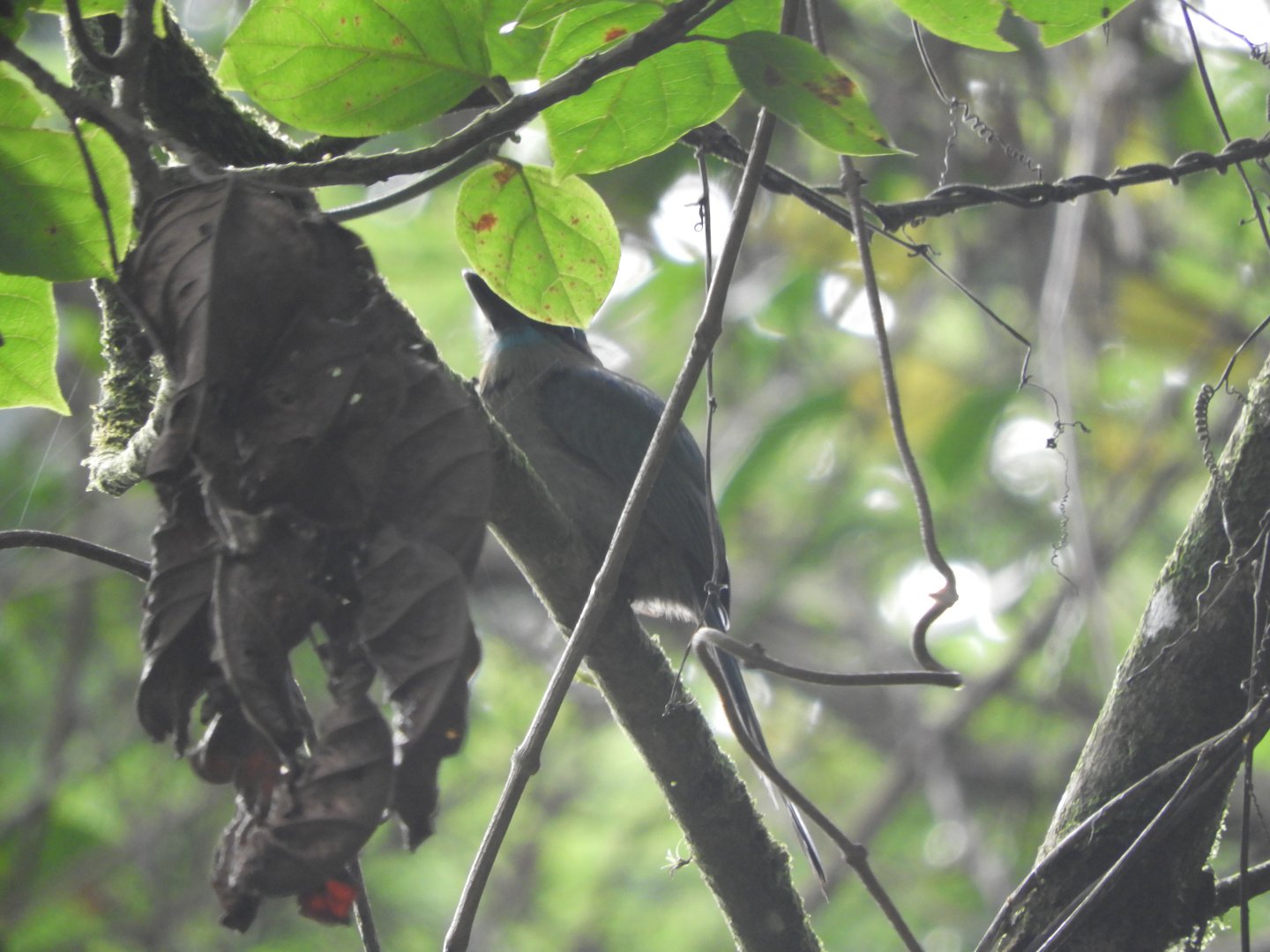 Keel-billed Motmot (Electron carinatum)