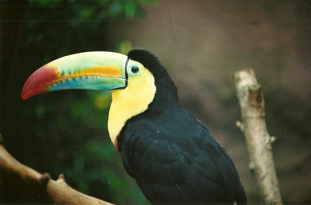 Keel-billed or Sulphur-breasted Toucan 16th April 2004