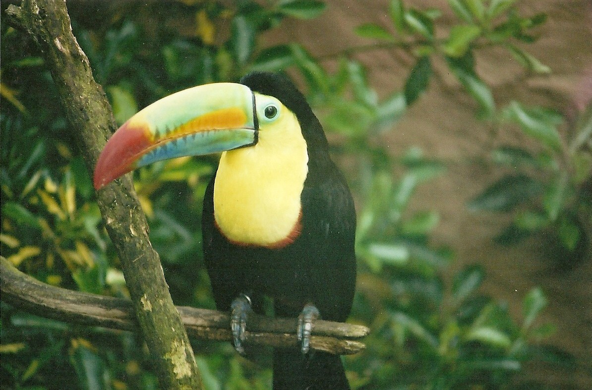 Keel-billed or Sulphur-breasted Toucan 16th April 2004
