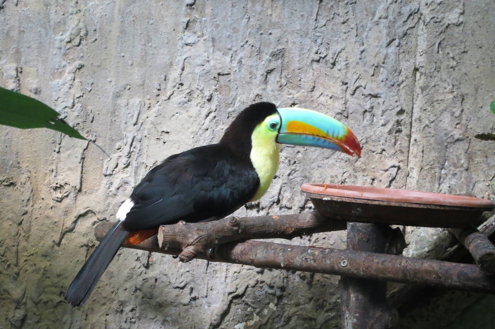 Keel-billed Toucan 130816