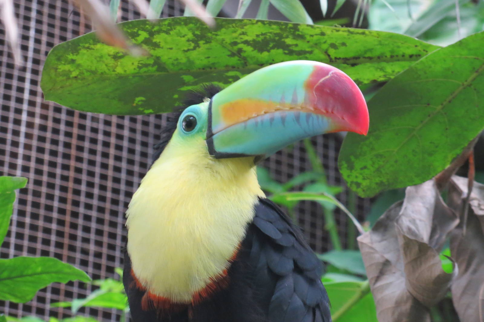 Keel-billed Toucan 130816