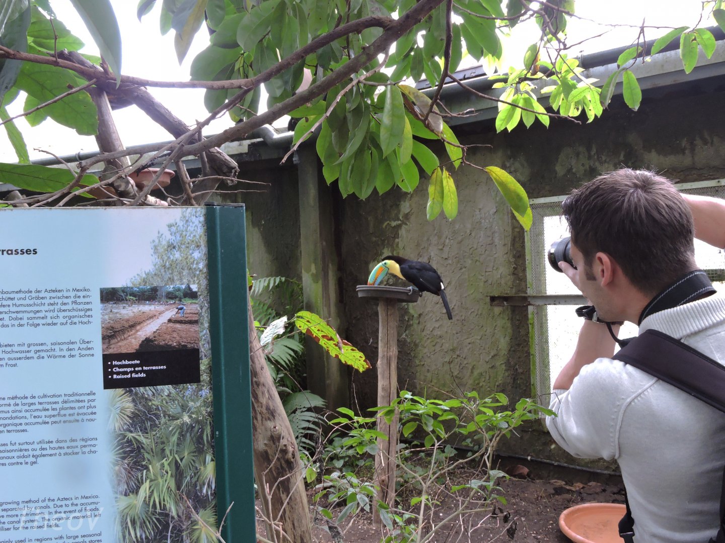 Keel-billed toucan [2015]