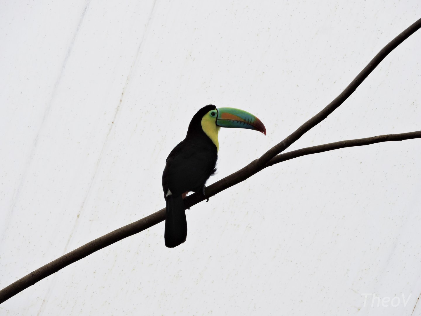 Keel-billed toucan [2015]