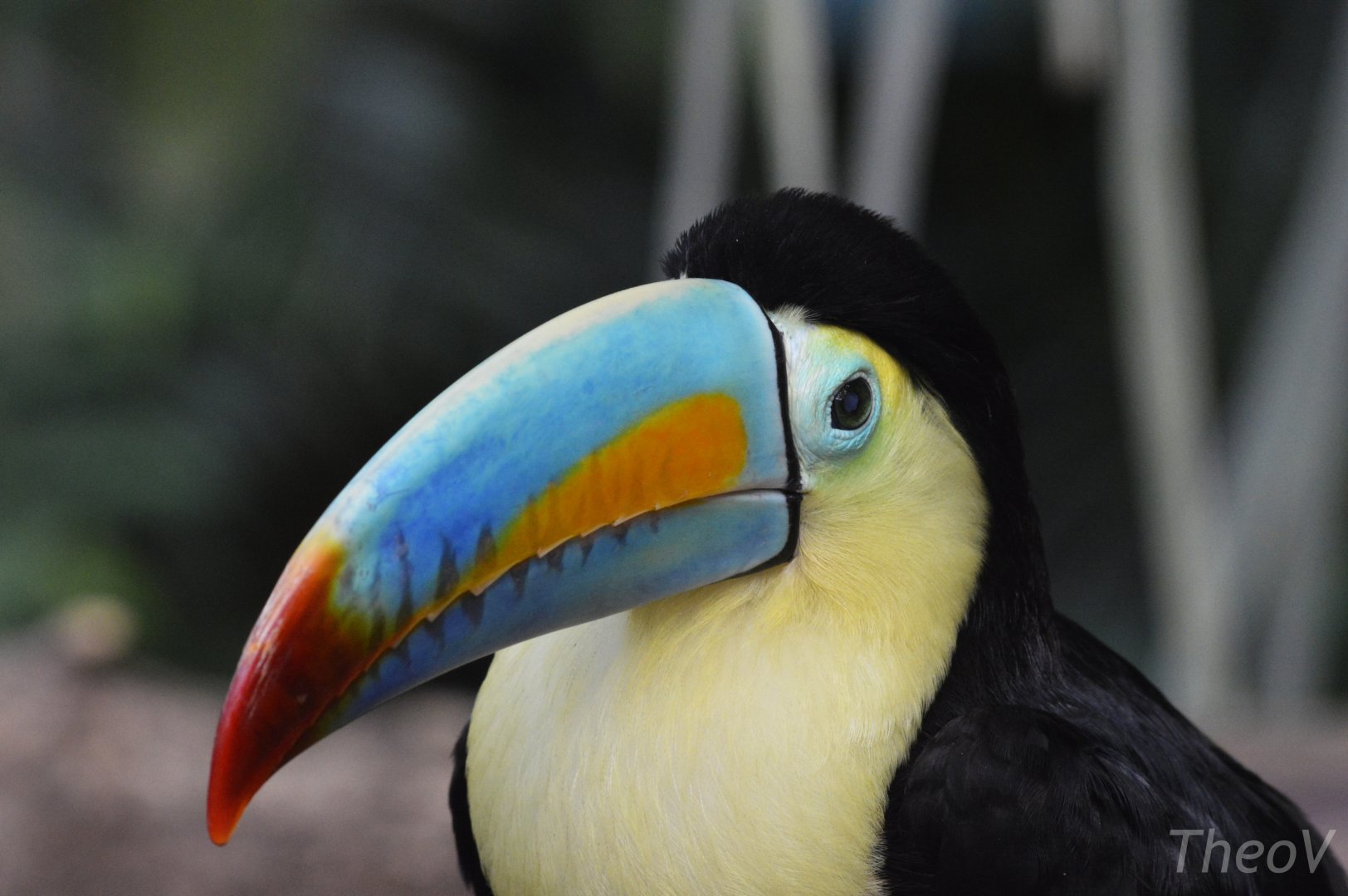 Keel-billed toucan [2018]