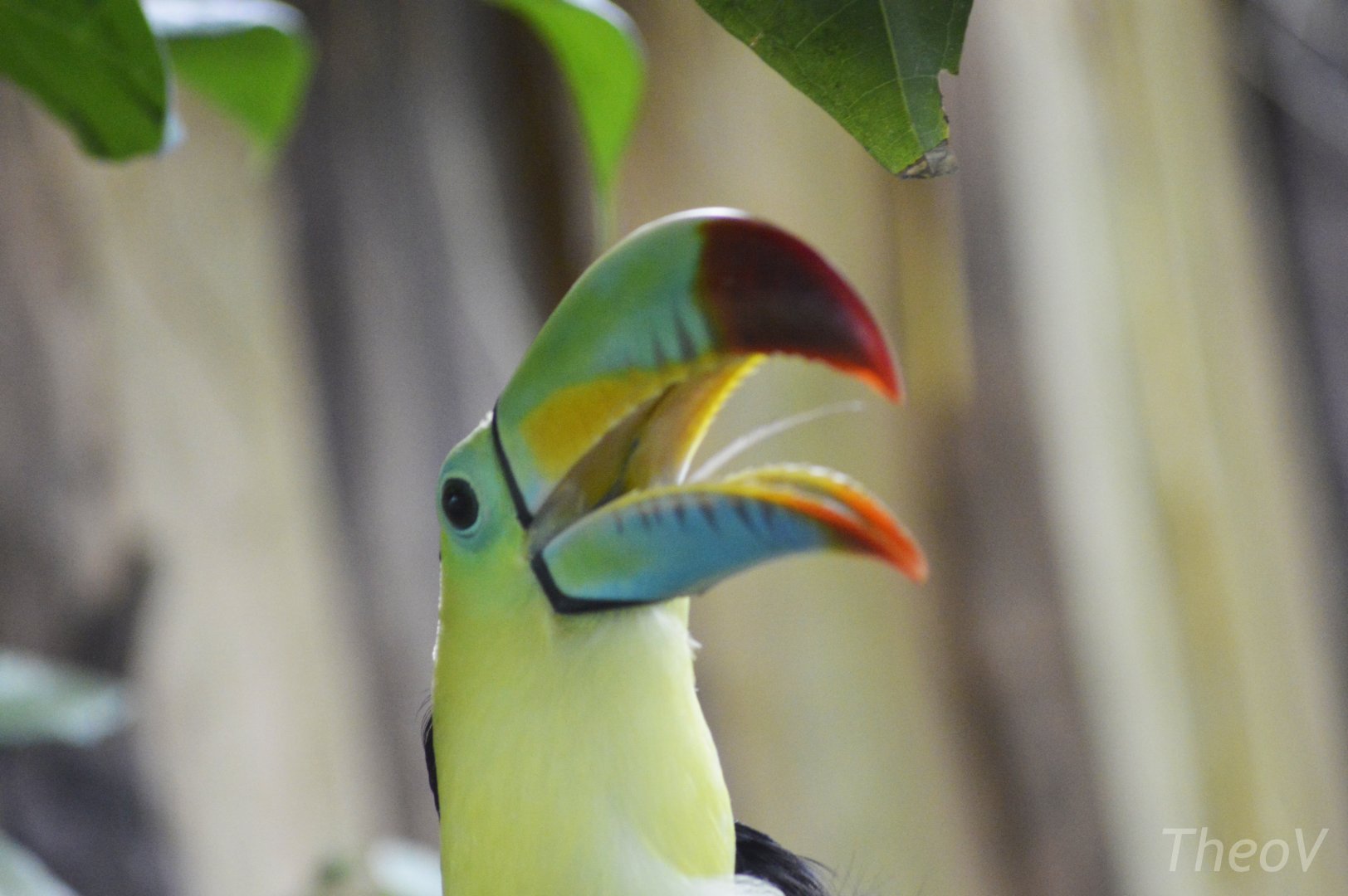 Keel-billed toucan [2018]