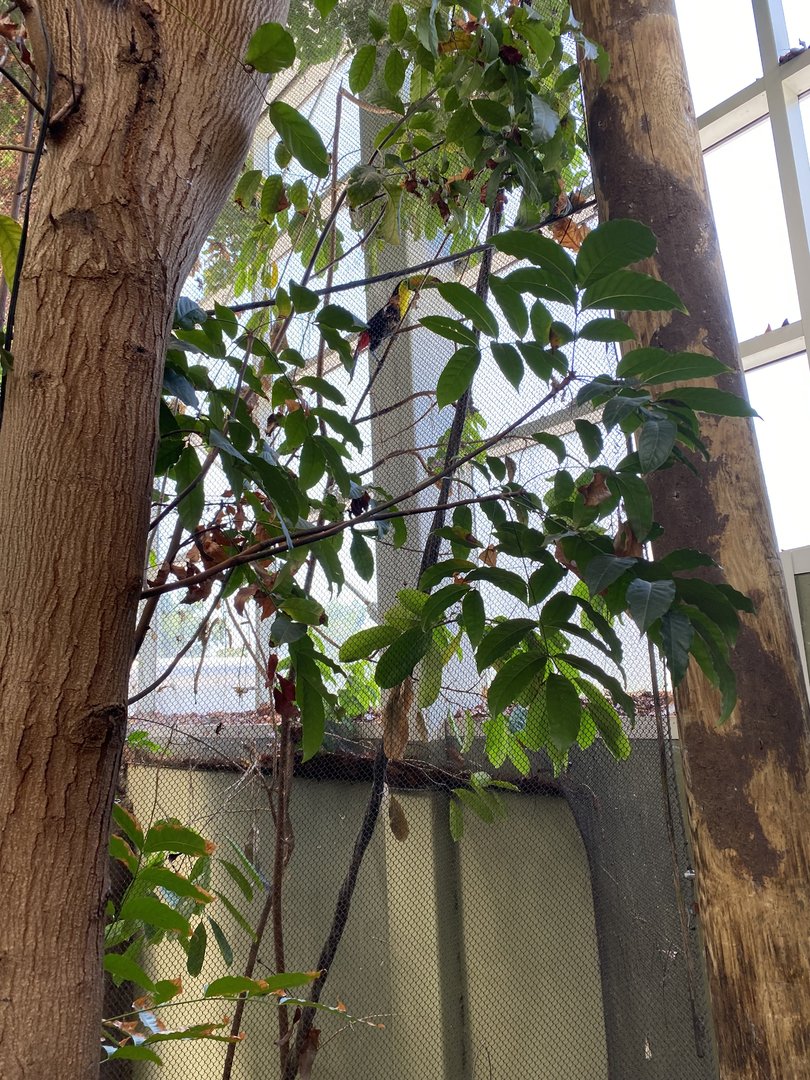 Keel-Billed Toucan 7-11-2023