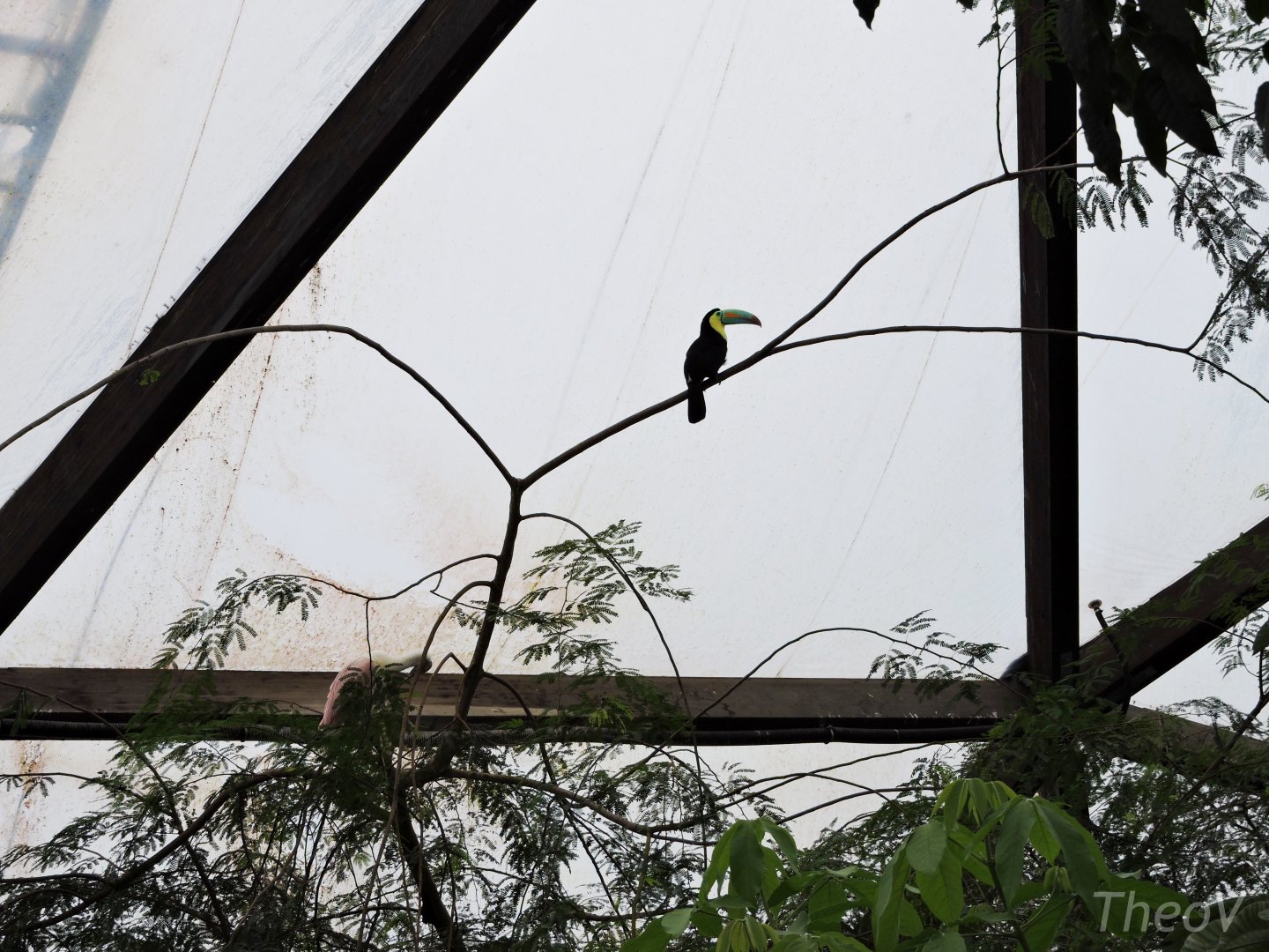 Keel-billed toucan and roseate spoonbill [2015]