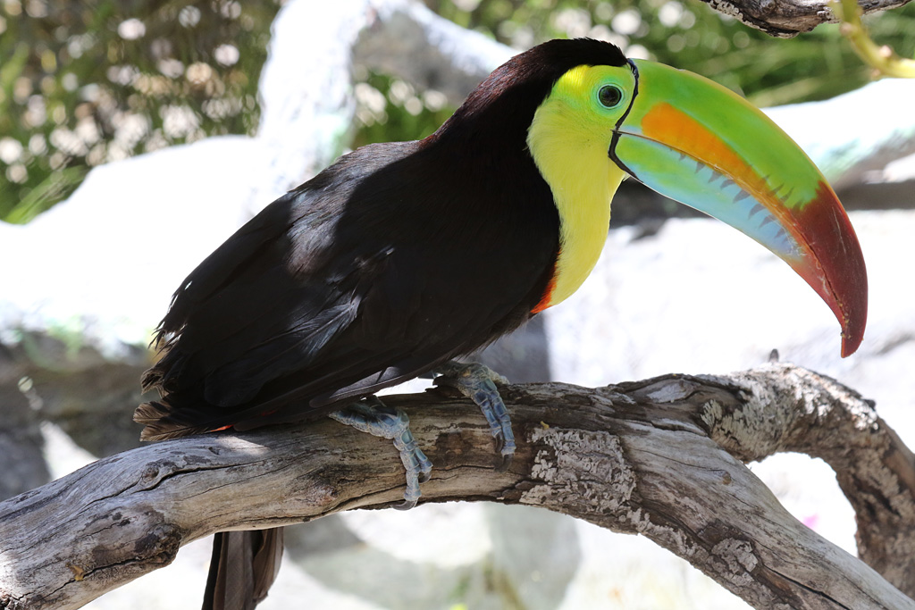 Keel-billed Toucan at LA Zoo 16th April 2016