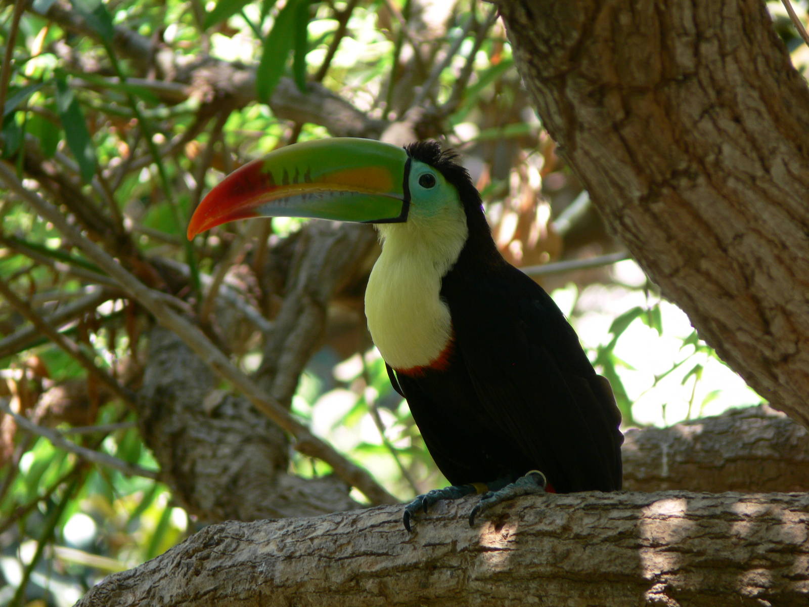 Keel Billed Toucan at Terra Natura, 03/08/14