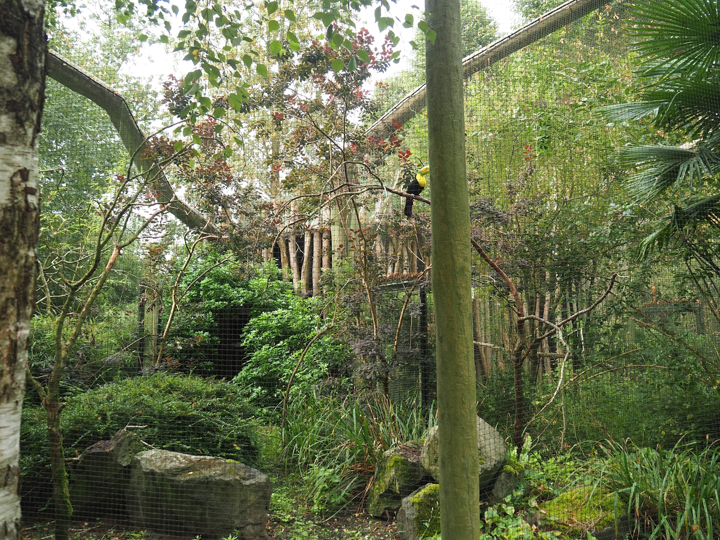 Keel-billed toucan aviary, 2023-08-17
