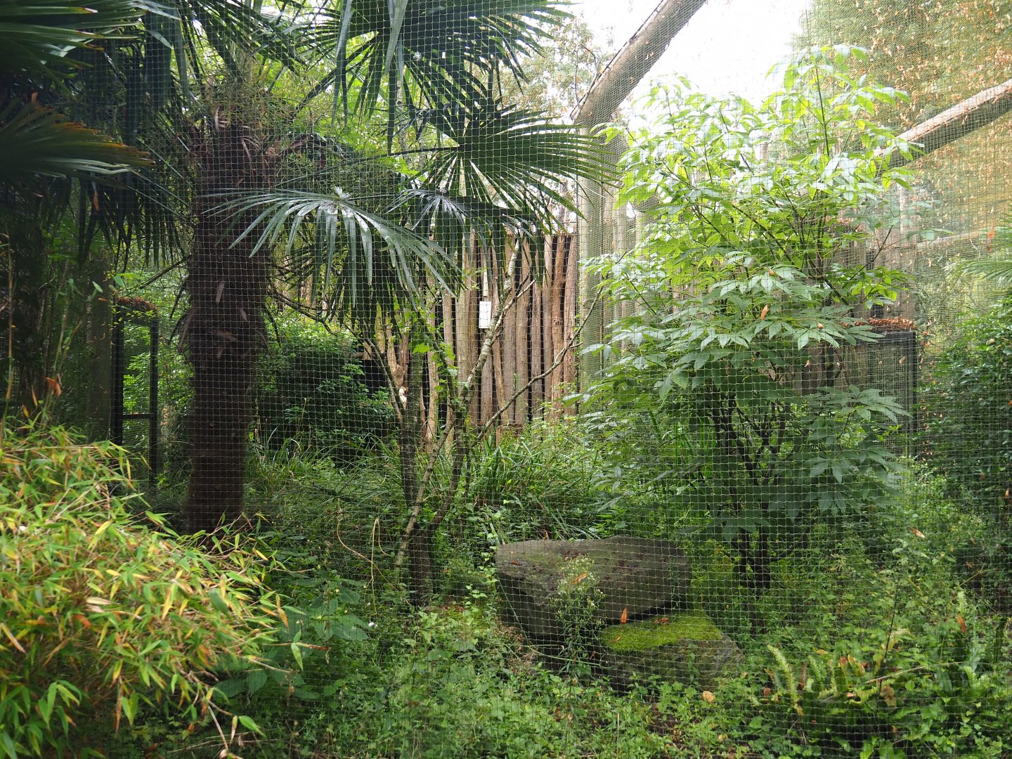 Keel-billed toucan aviary, 2023-08-17