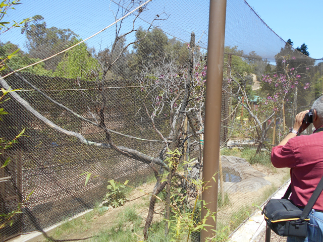 Keel-billed toucan aviary