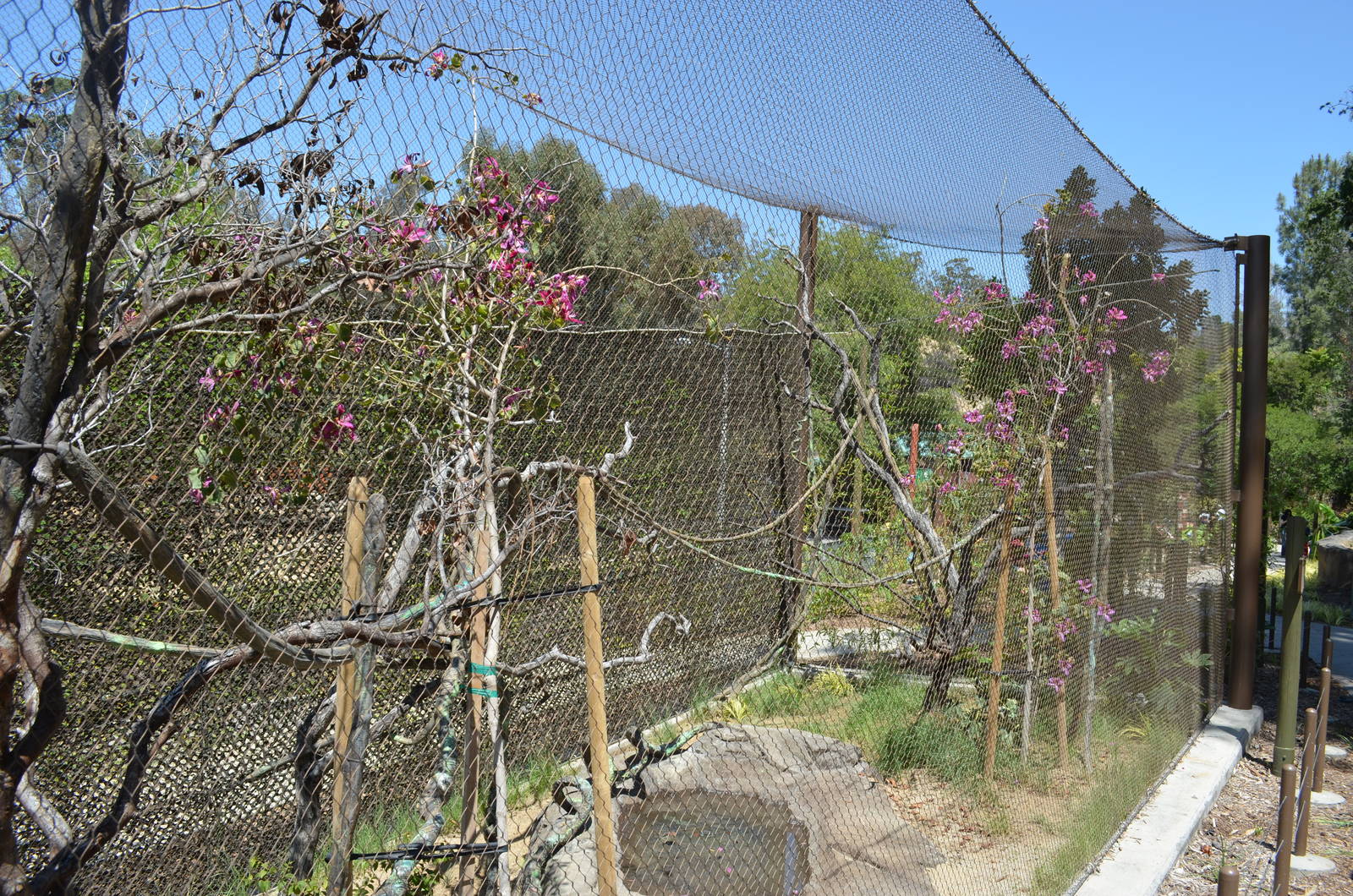 Keel-billed Toucan Aviary