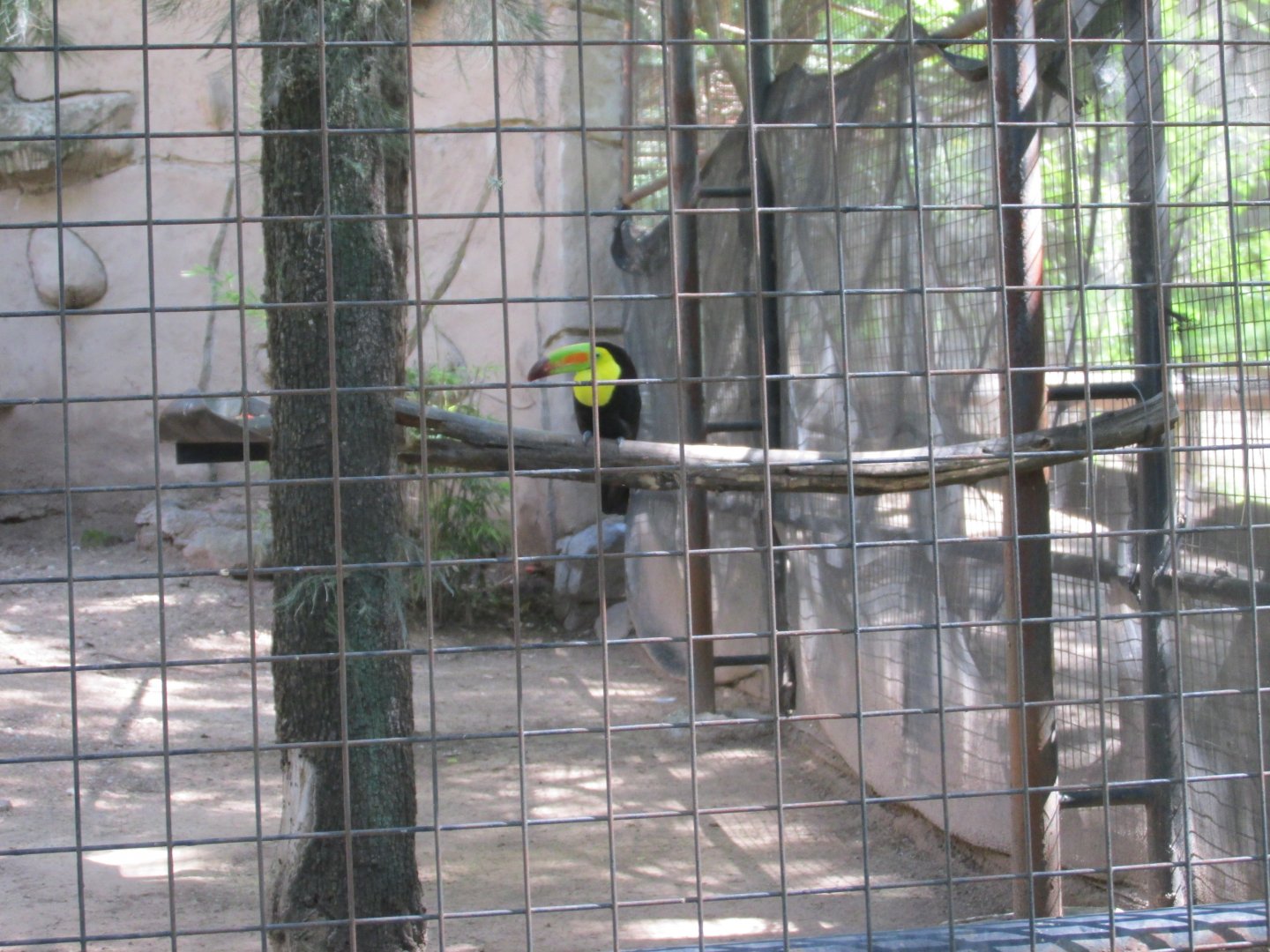 KEEL BILLED TOUCAN AVIARY