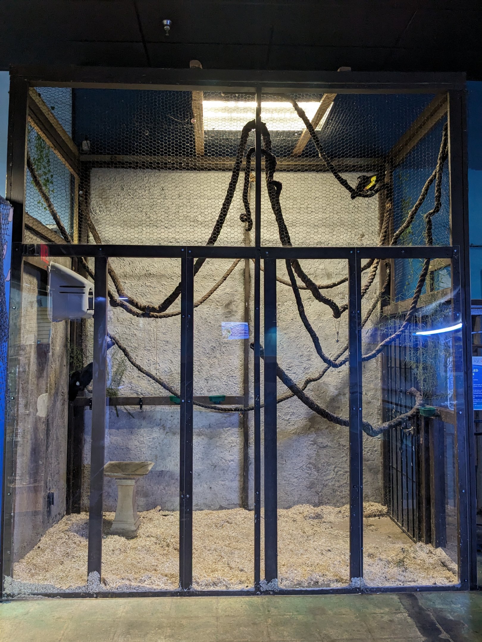 Keel billed toucan aviary