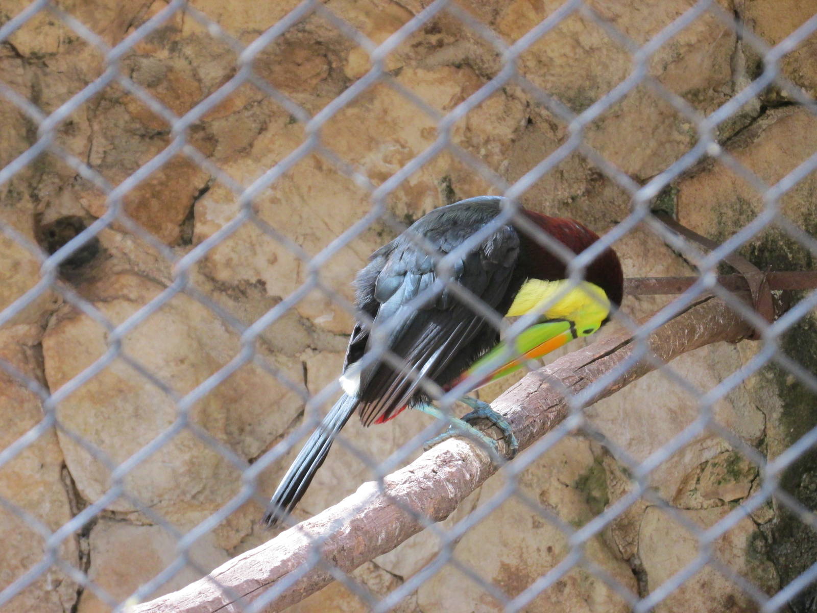 keel billed toucan centenario zoo