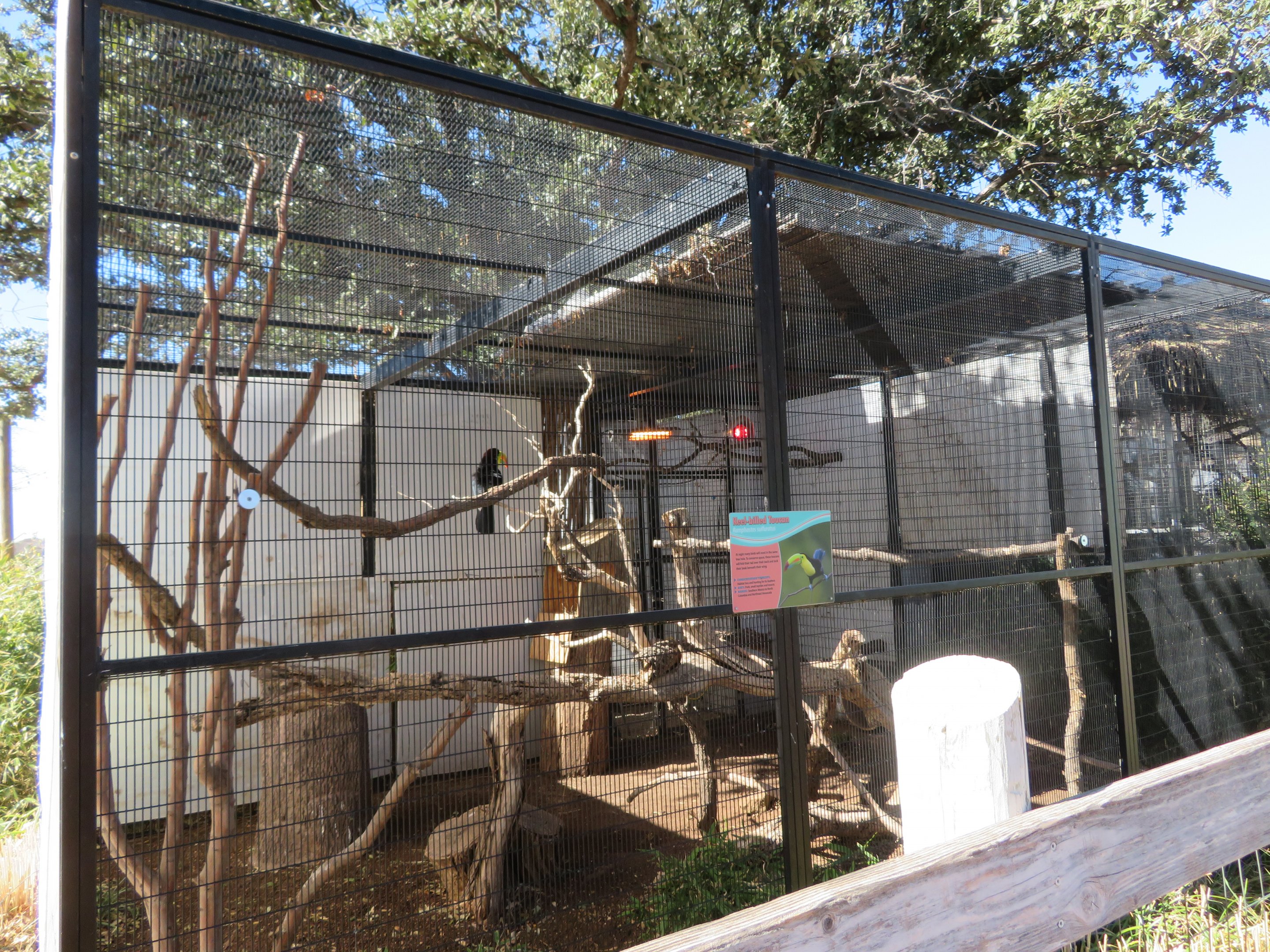 Keel-billed Toucan Enclosure