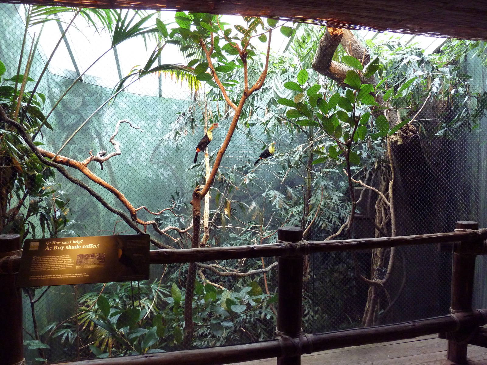 Keel-Billed Toucan Exhibit