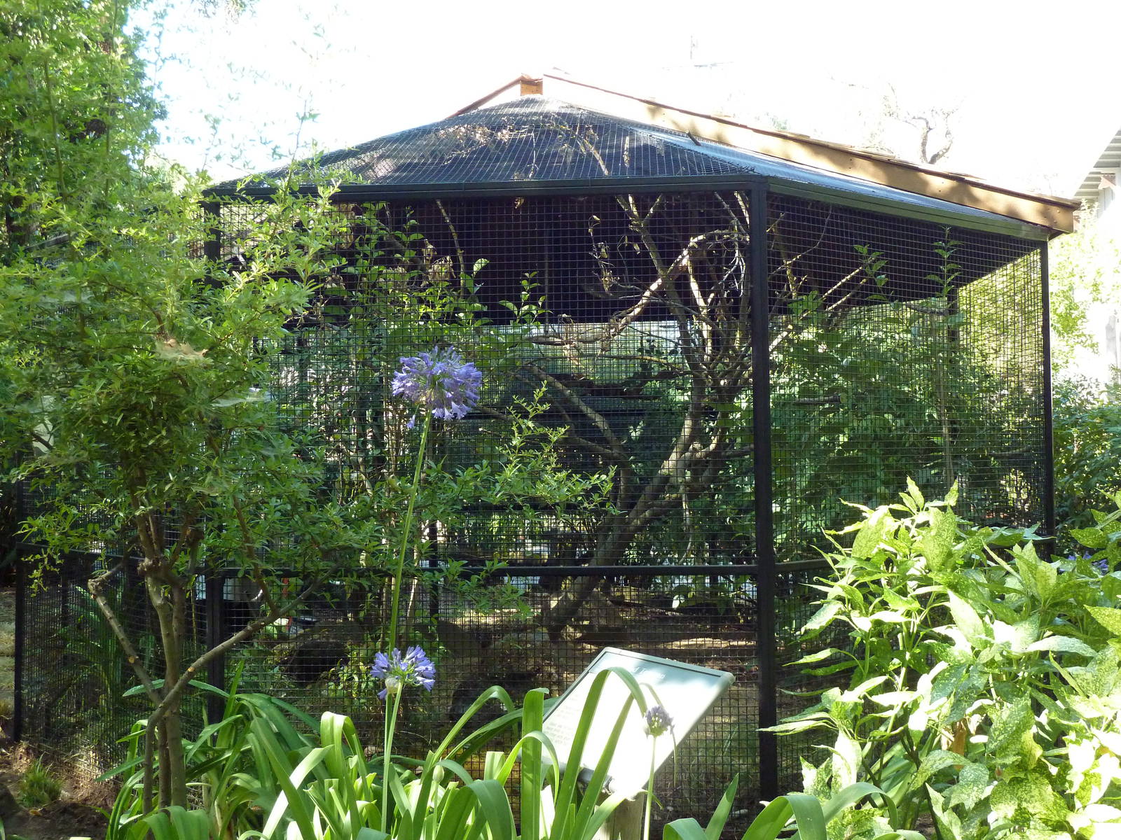 Keel-Billed Toucan Exhibit