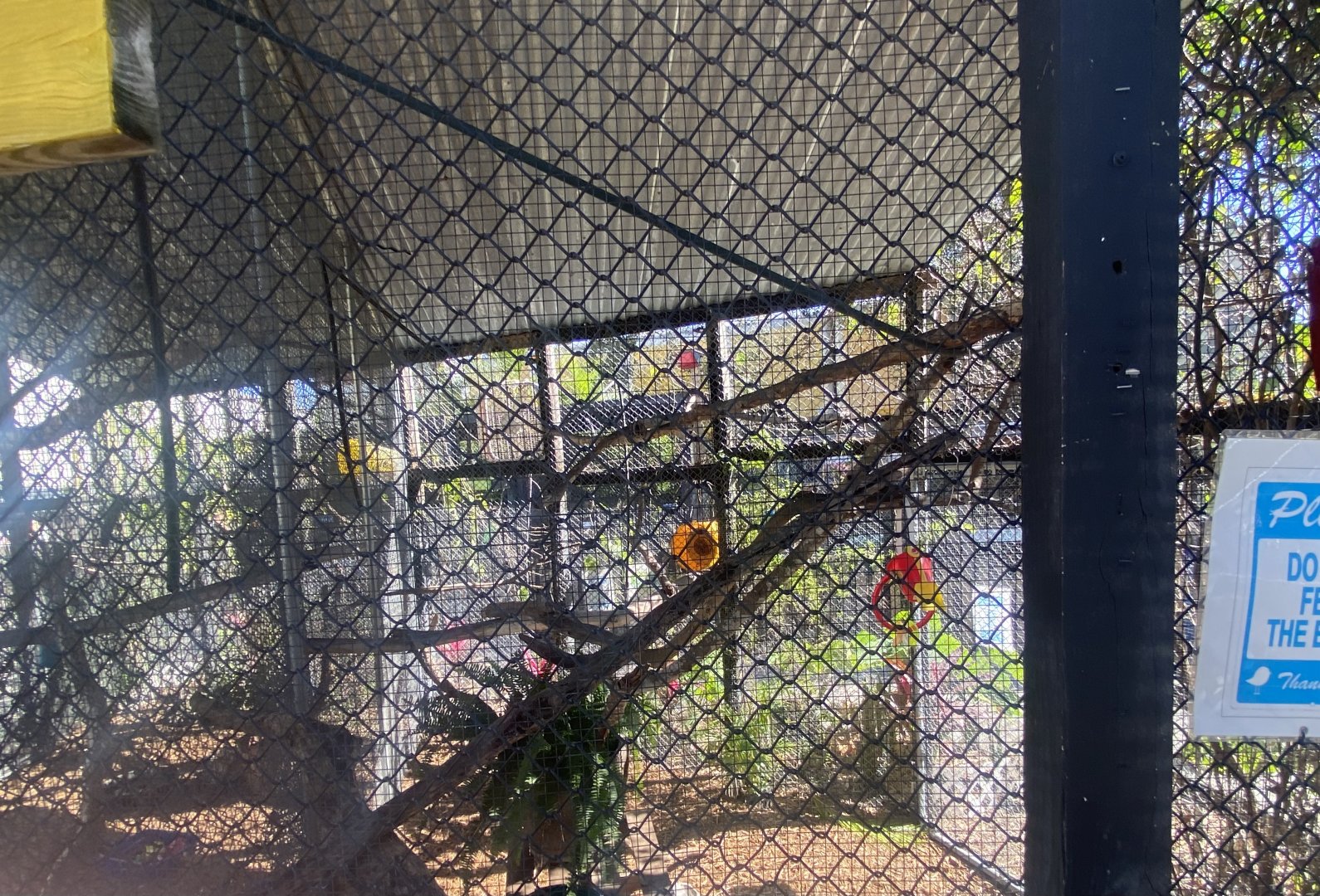 Keel-Billed Toucan Exhibit