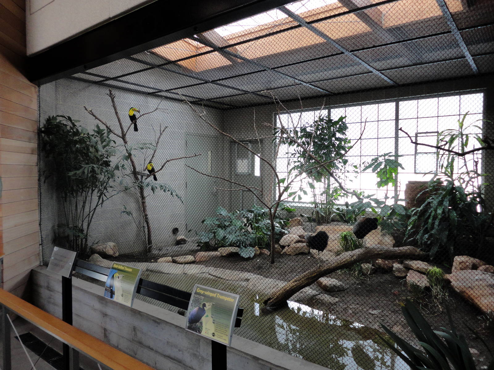 Keel-billed Toucan/Grey-winged Trumpeter Exhibit