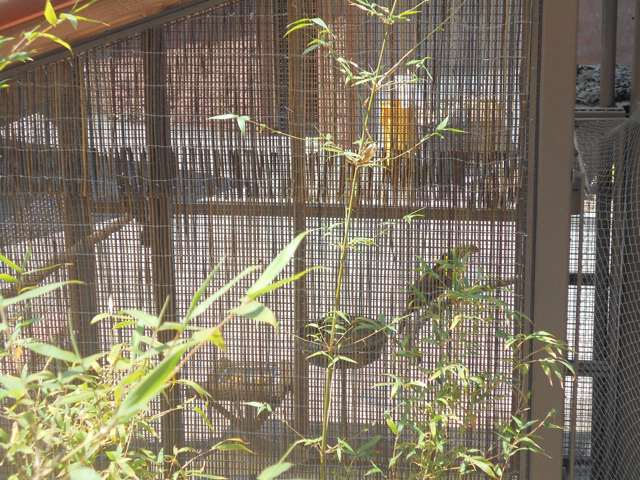 Keel-billed toucan holding