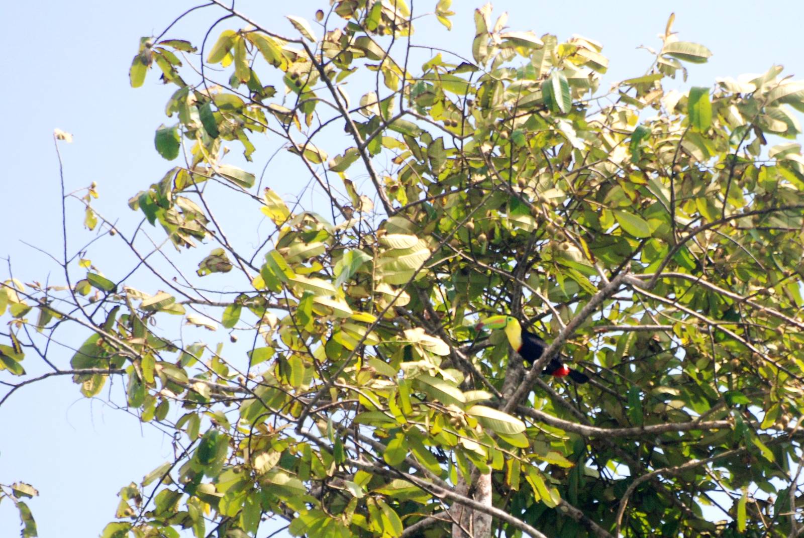 Keel-billed Toucan in Tortuguero, 13/04/14