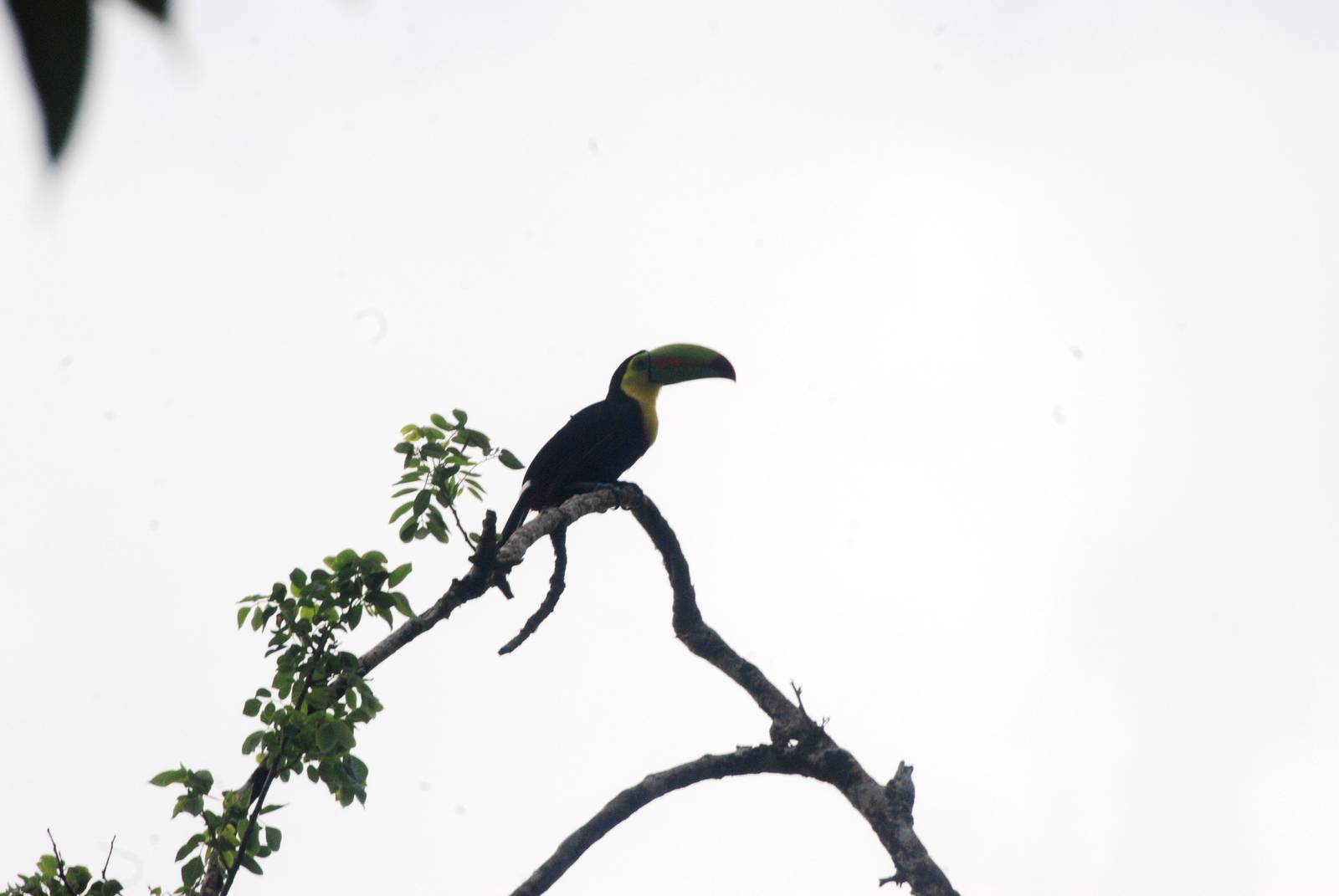 Keel-billed Toucan in Tortuguero, 14/04/14