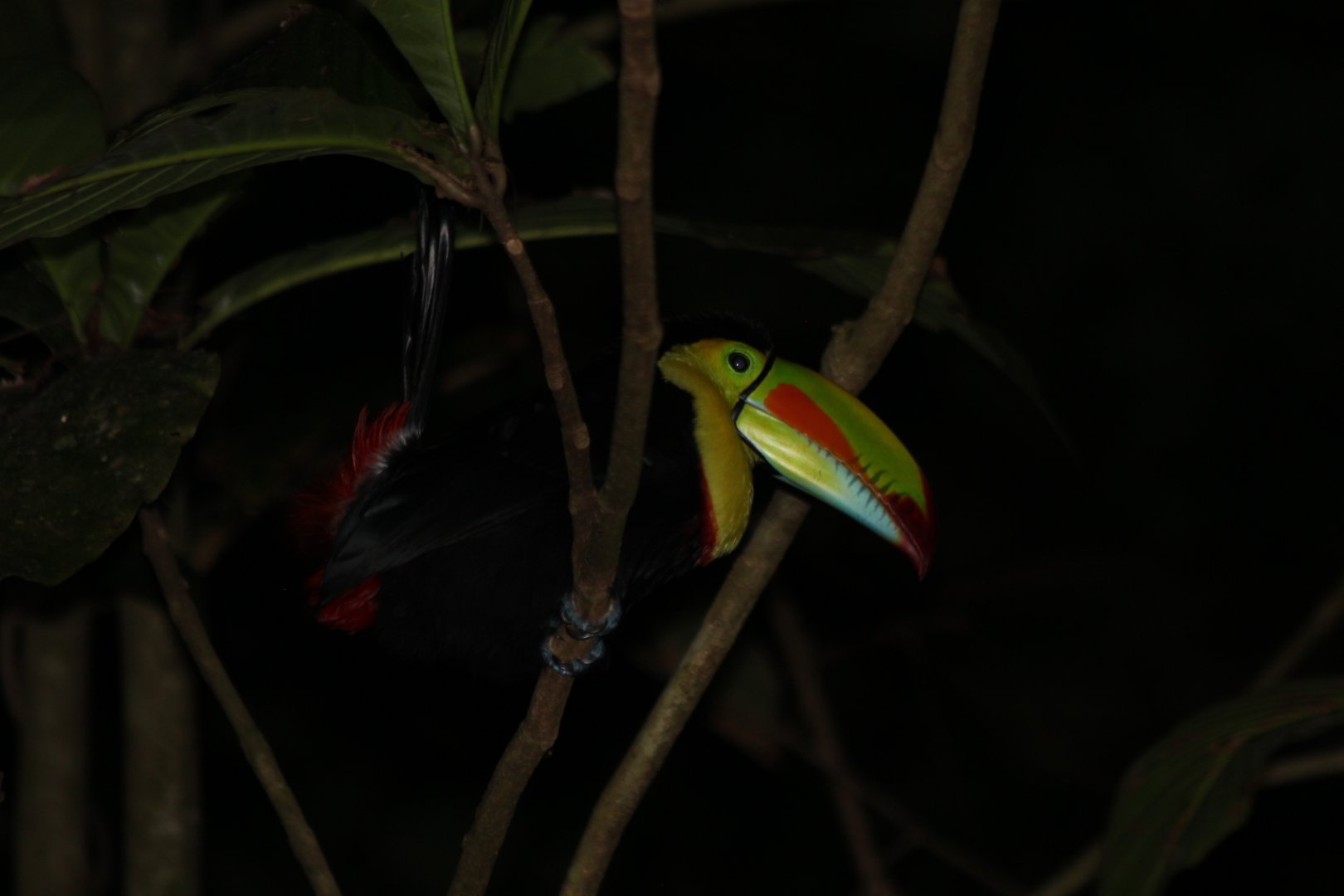 Keel-billed Toucan - Mar 2019