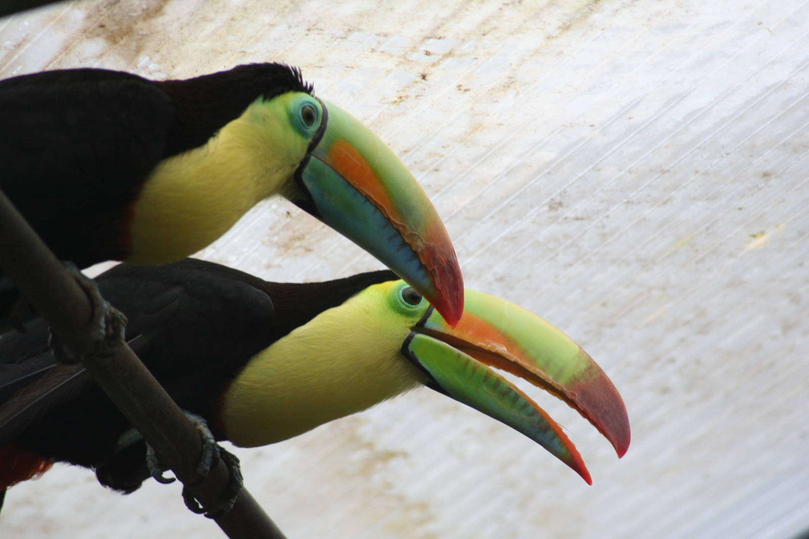 Keel billed toucan - Papillorama 07
