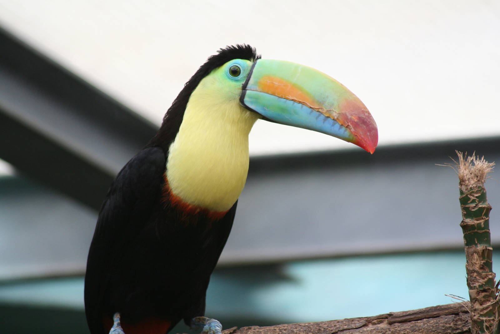 Keel billed toucan - Papillorama 07
