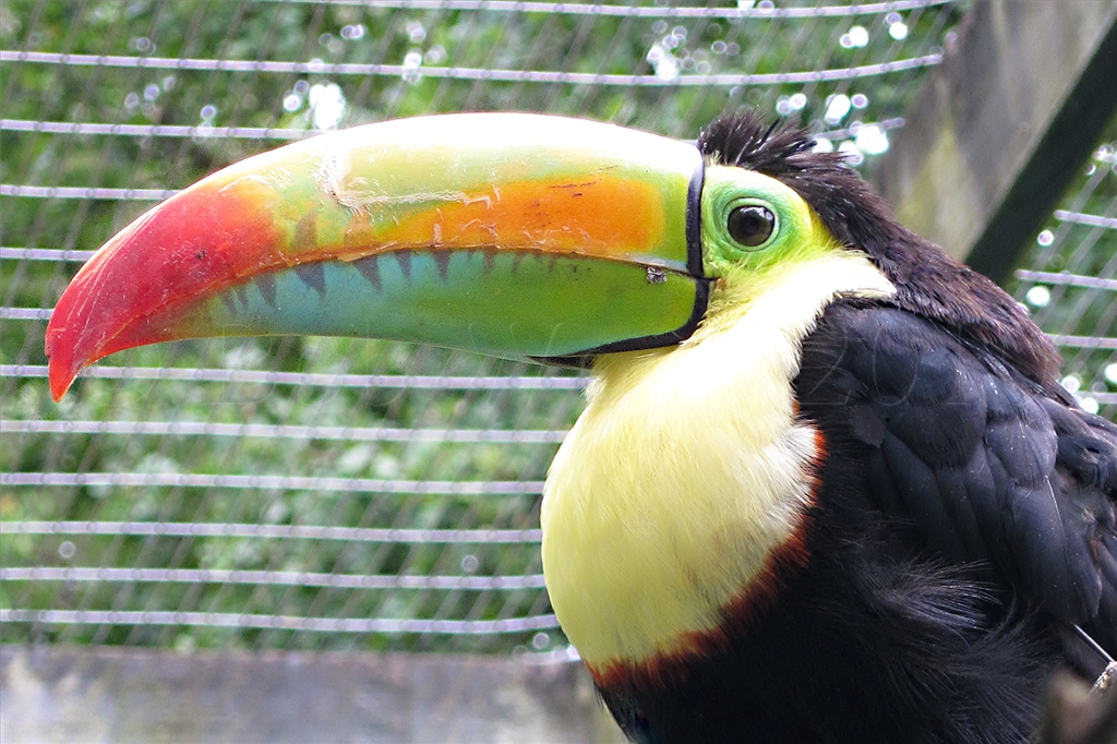 Keel-Billed Toucan (Rainbow Billed Toucan)