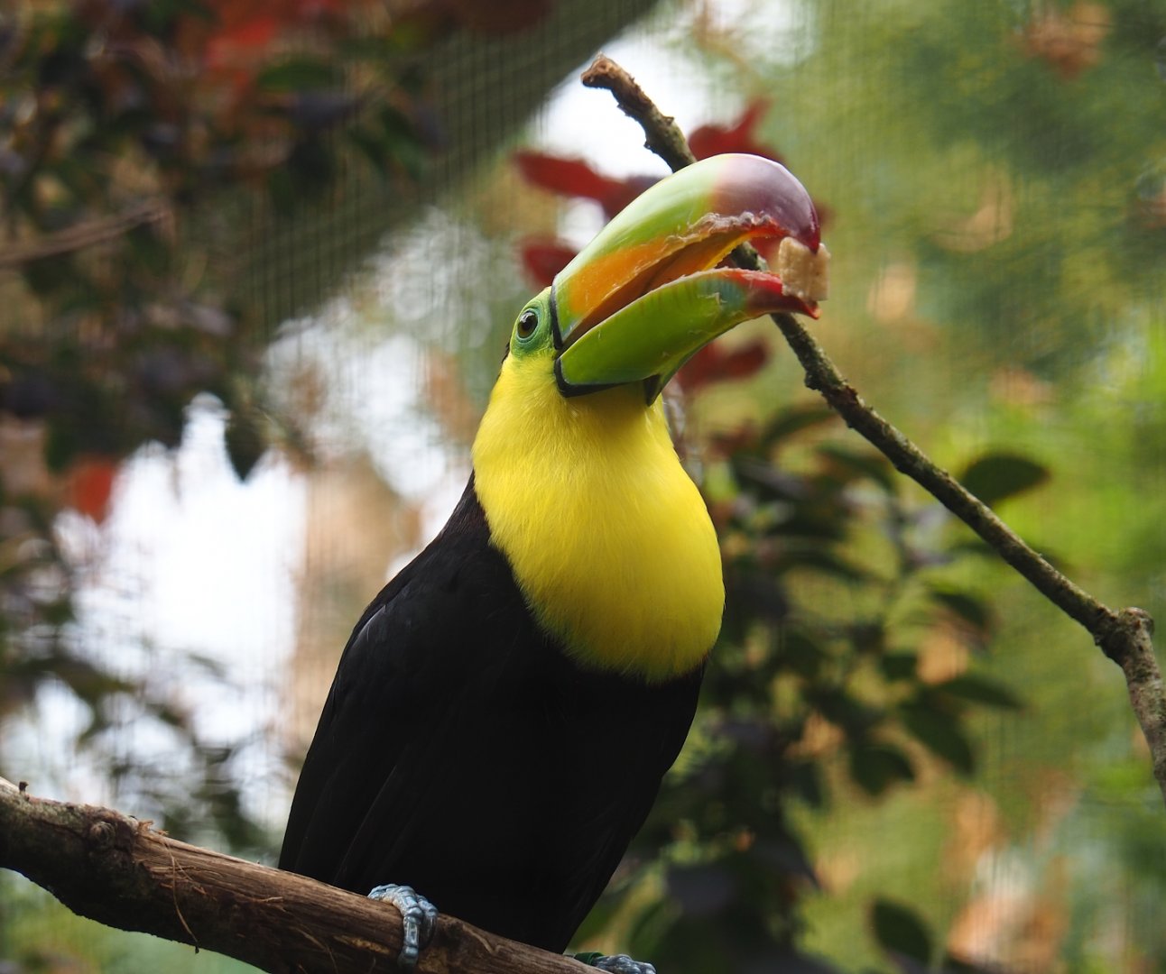 Keel-billed toucan (Ramphastos sulfuratus), 2023-08-17