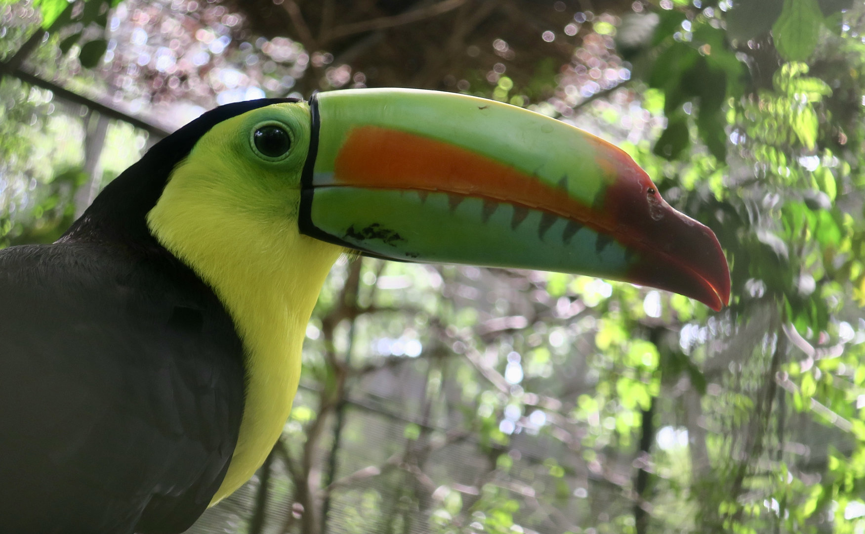 Keel-Billed Toucan (Ramphastos sulfuratus brevicarinatus)