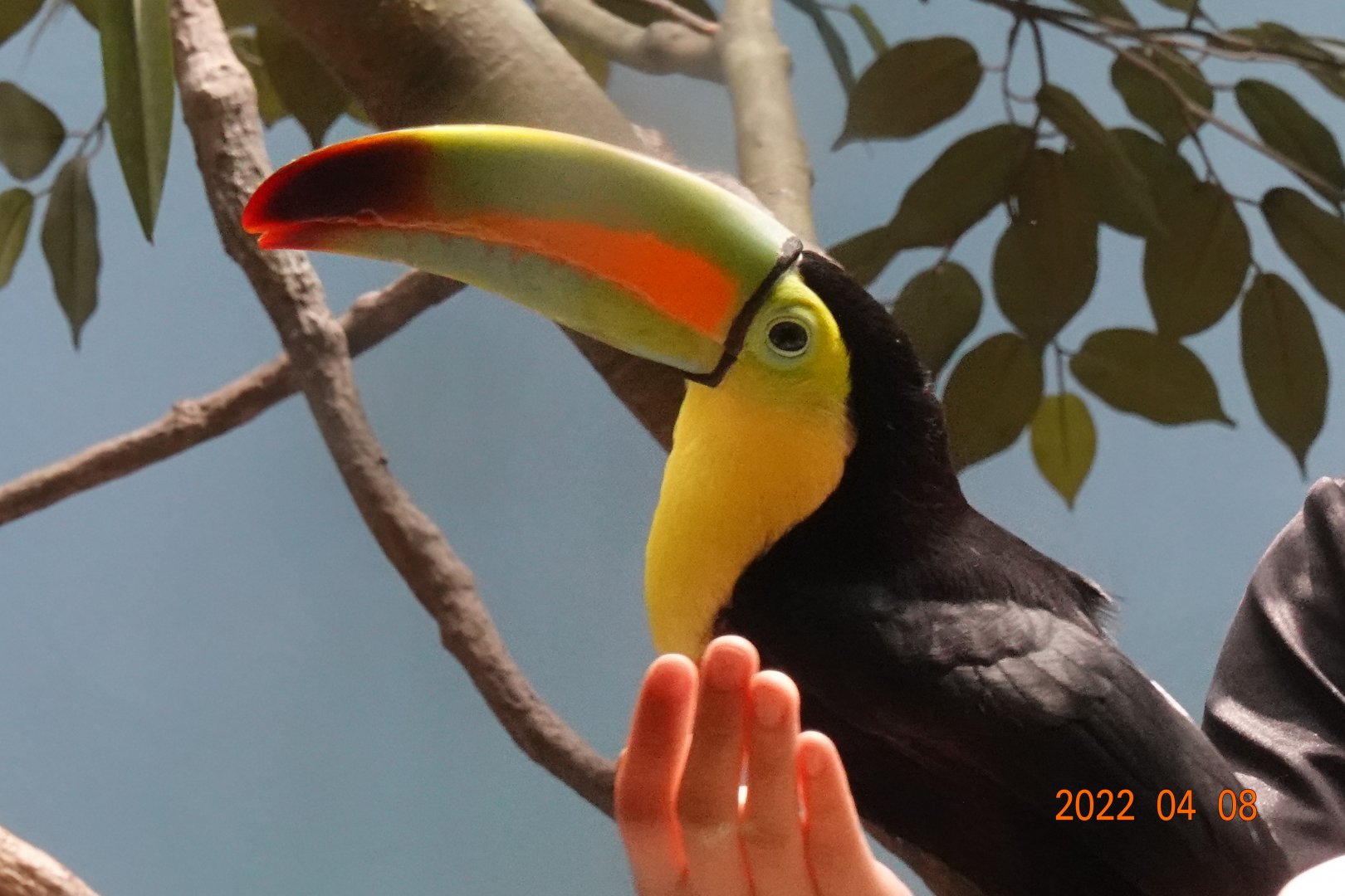Keel-billed Toucan (Ramphastos sulfuratus)-Xpark
