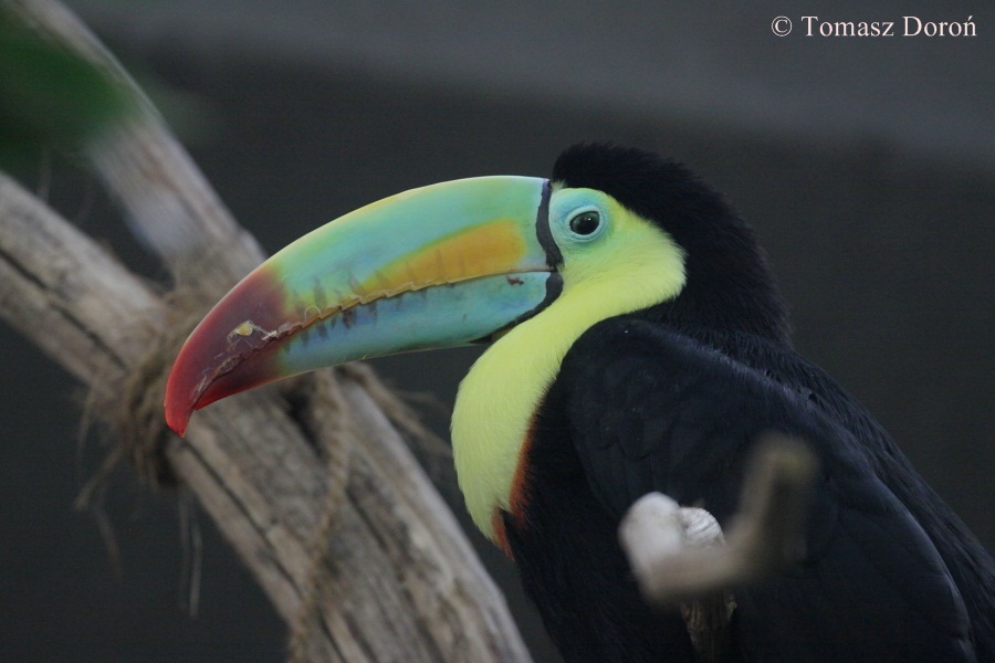 Keel-billed Toucan (Ramphastos sulfuratus).