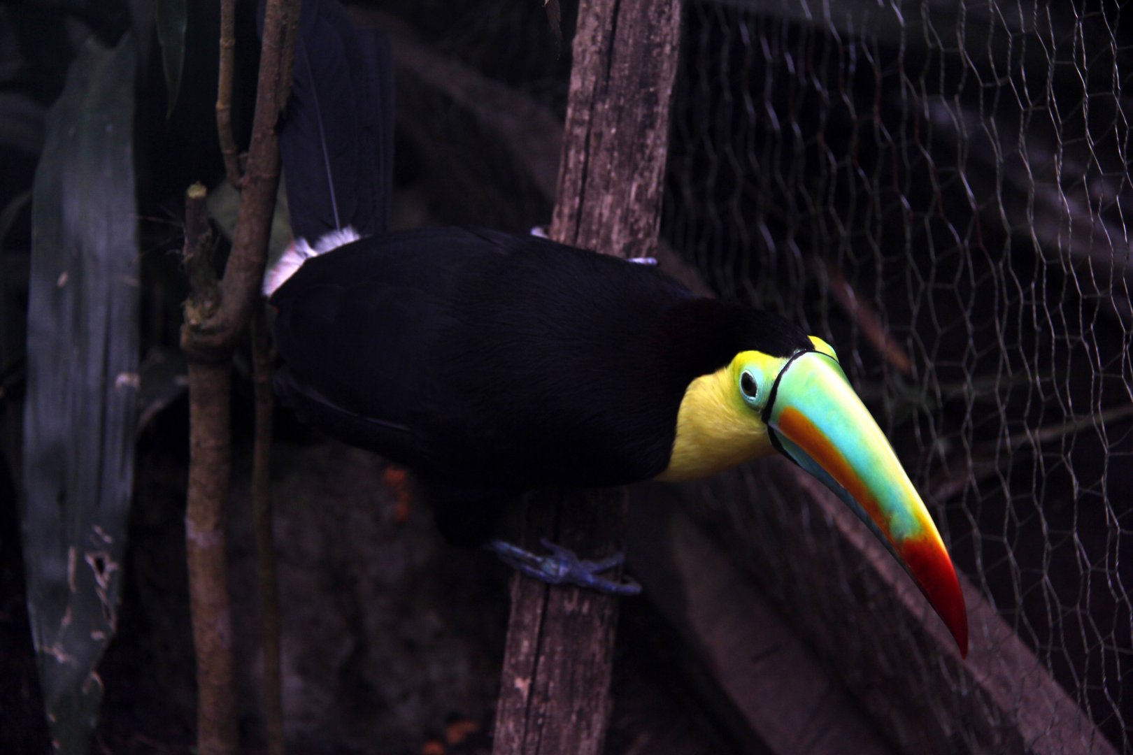 Keel-billed Toucan (Ramphastos sulfuratus)