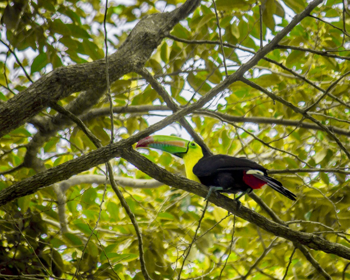 Keel-billed toucan, Ramphastos sulfuratus