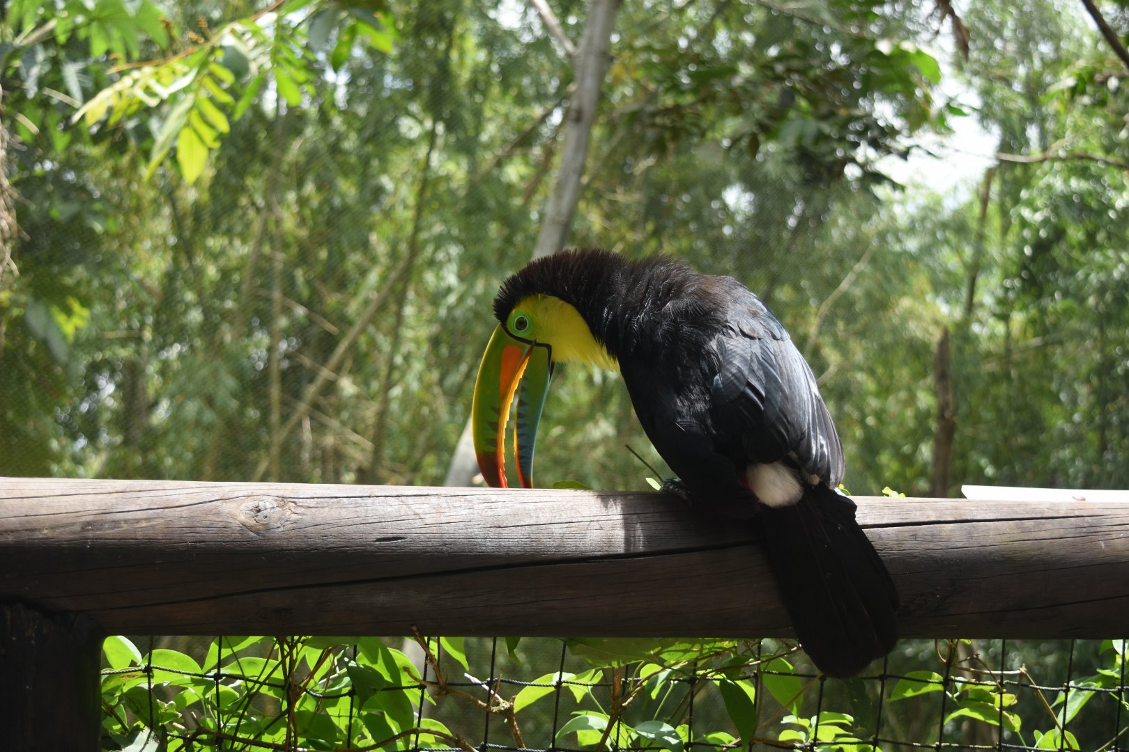 Keel-billed toucan (Ramphastos sulfuratus)