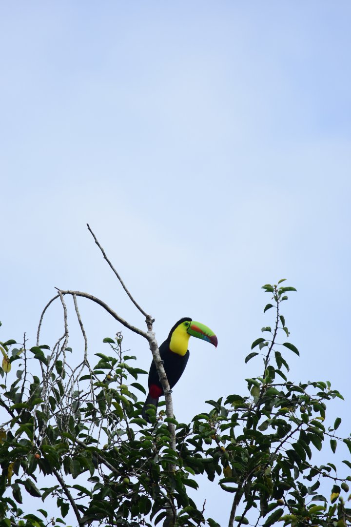 keel-billed toucan (Ramphastos sulfuratus)