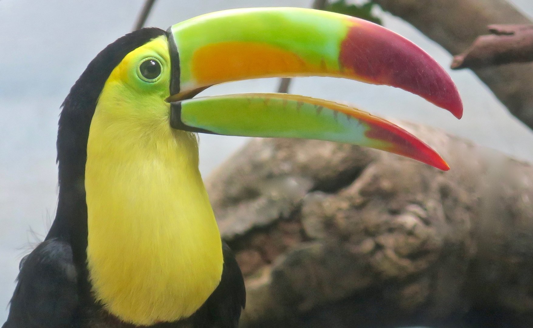 Keel-Billed Toucan (Ramphastos sulfuratus)