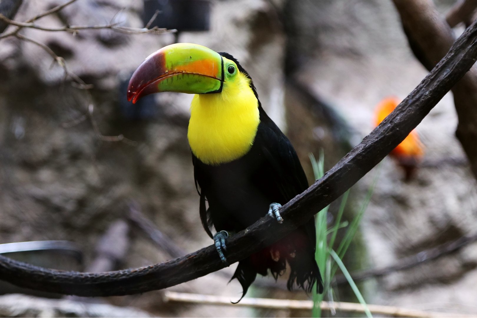 Keel-billed Toucan (Ramphastos sulfuratus)