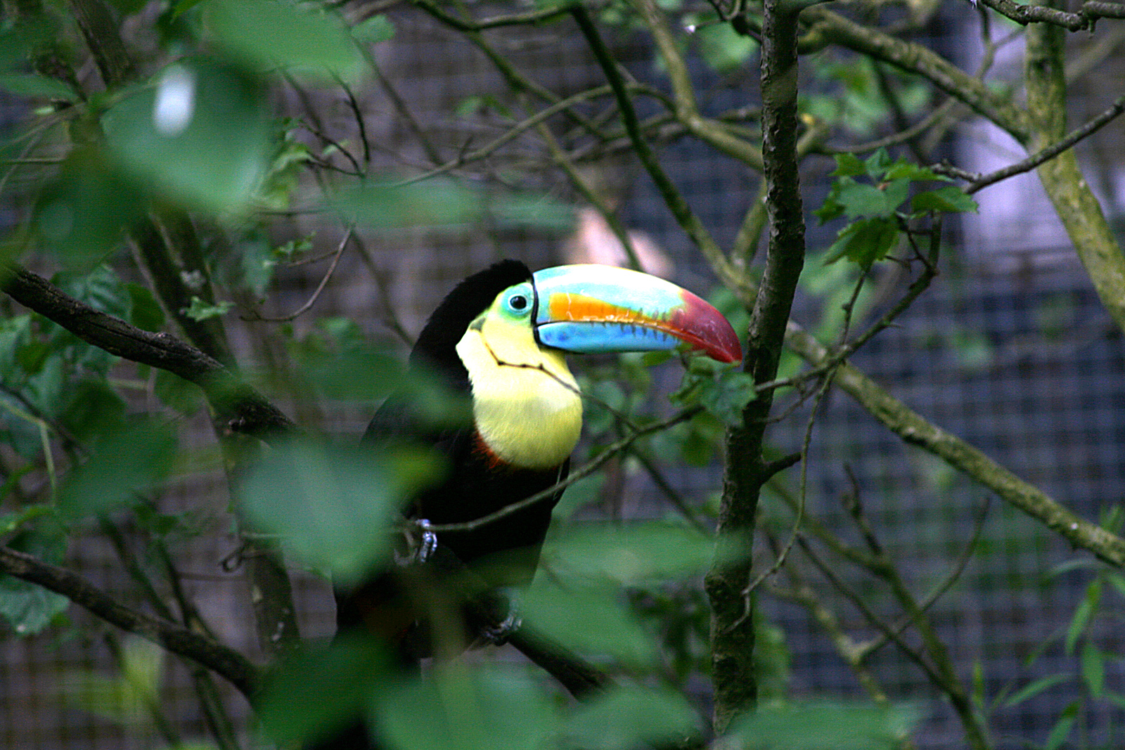 Keel-billed toucan (Ramphastos sulfuratus)