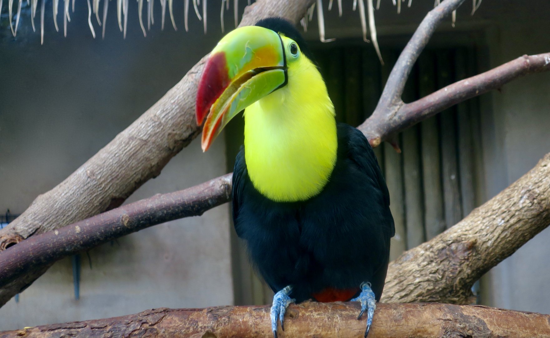 Keel-Billed Toucan (Ramphastos sulfuratus)