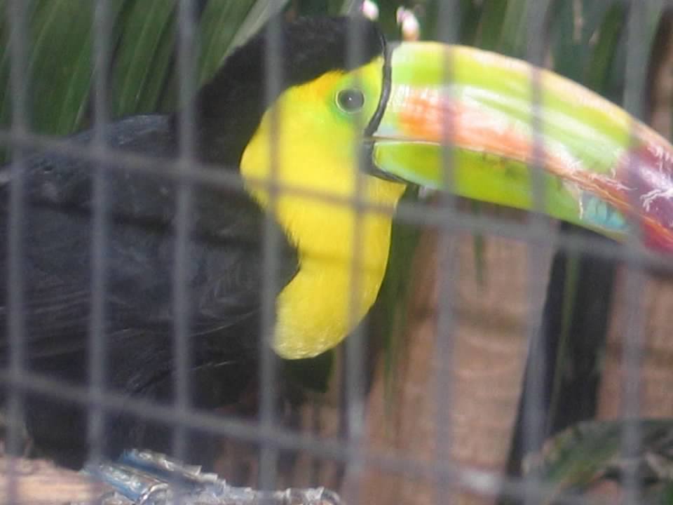 Keel-billed Toucan (Ramphastos sulfuratus)