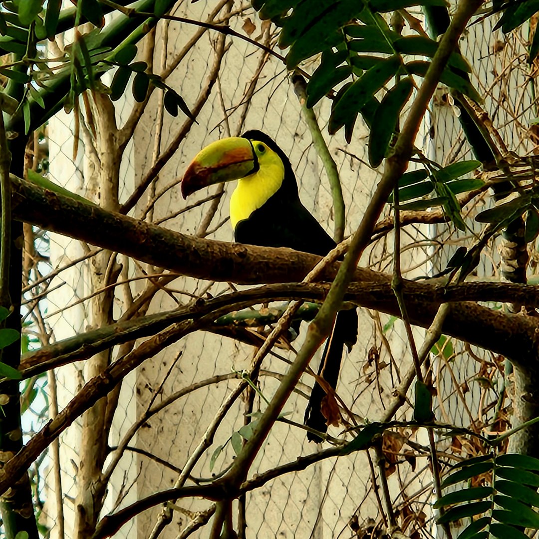 Keel-Billed Toucan (Ramphastos sulfuratus)