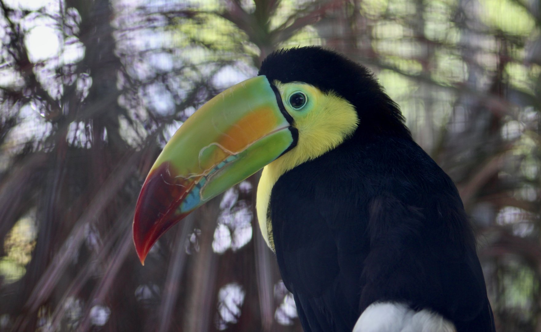 Keel-Billed Toucan (Ramphastos sulfuratus)