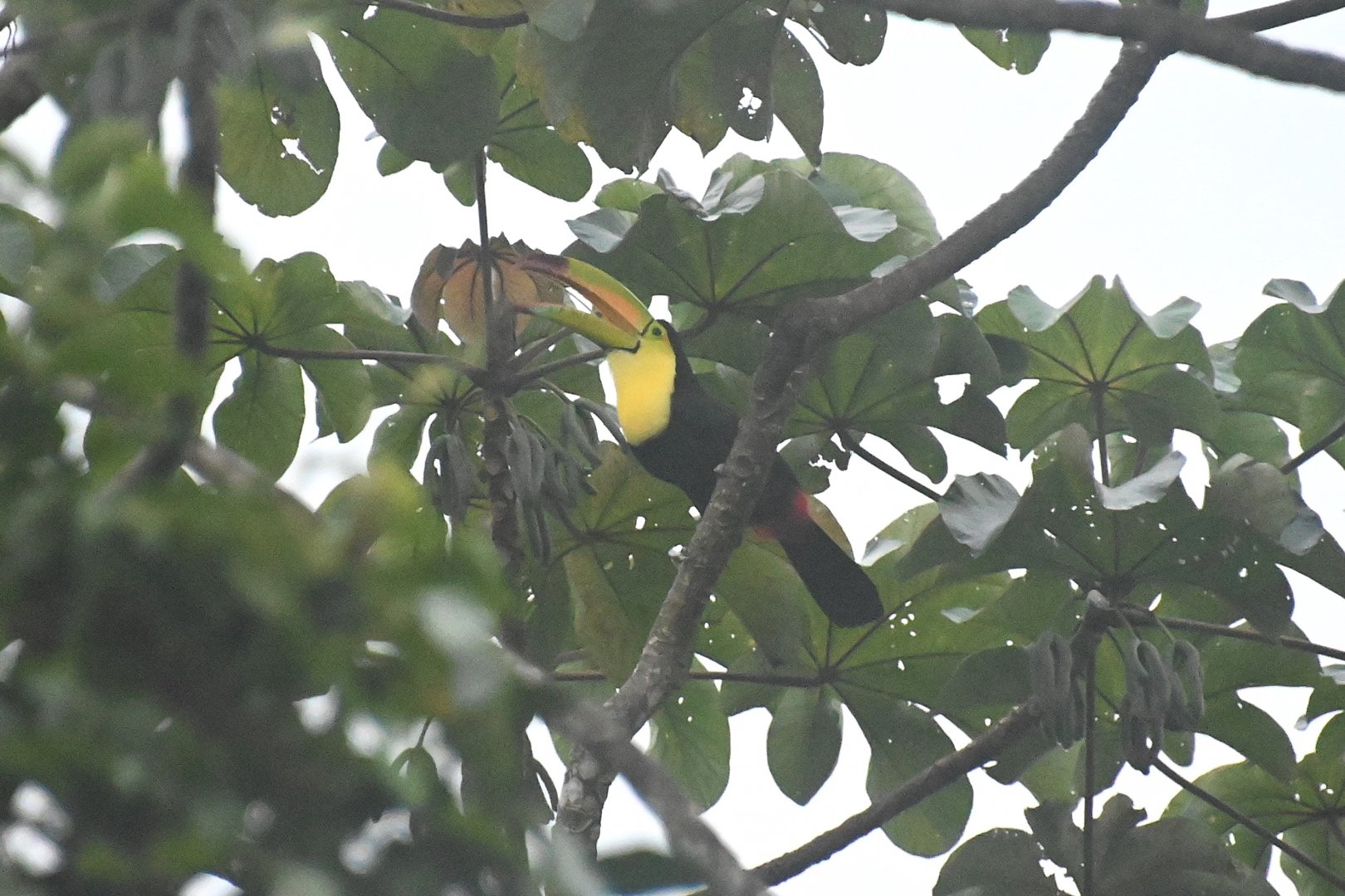 Keel-billed toucan (Ramphastos sulfuratus)