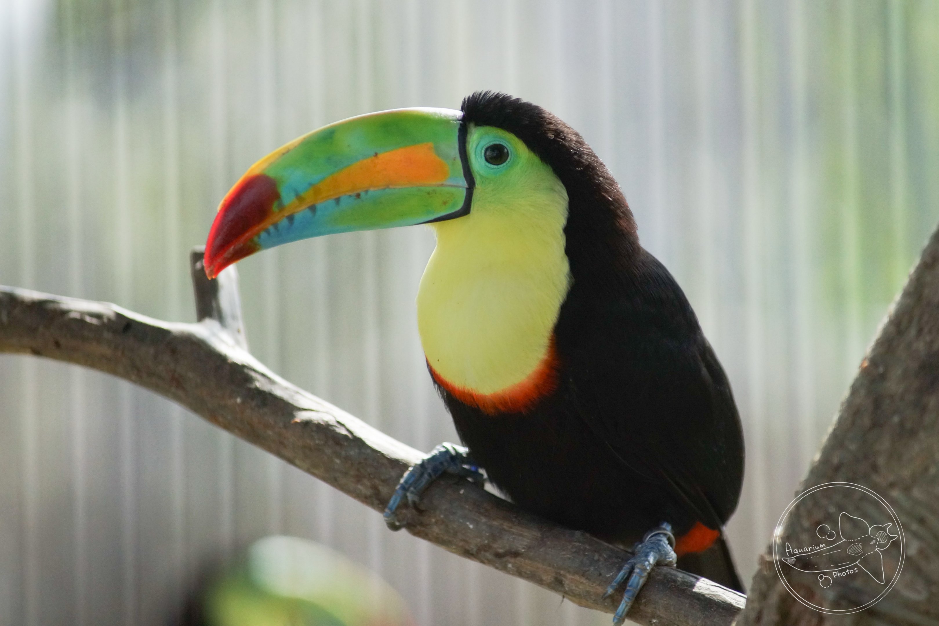 Keel-billed Toucan (Ramphastos sulfuratus)
